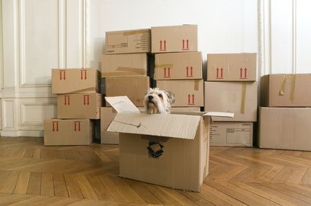 cute little dog in a moving box in the centre of a big bright room with white panelling. lining the wall are a row of movers boxes with brown tape and red arrows. the floor has a beautiful herringbone pattern in a medium wood colour. 
