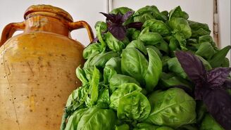 typical pottery earthenware from puglia with a bunch of bright green fresh basil. Also black basil.