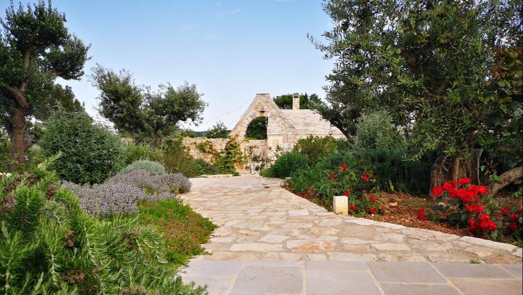 puglian garden scene with rosemary and geraniums and olive trees.