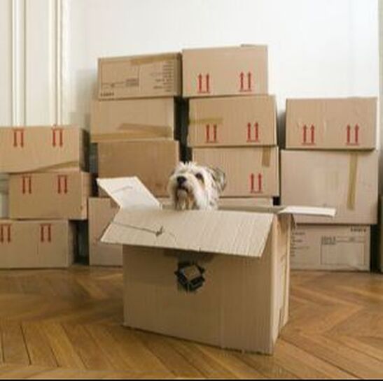 Moving home with packed up boxes in the room. Cute dog sat inide one of the boxes